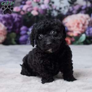 Ruff, Miniature Poodle Puppy